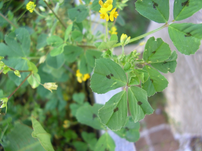 Medicago arabica / Erba medica araba